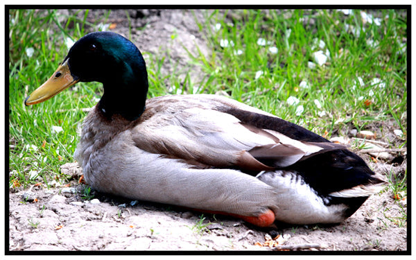 Are Americans Sitting Ducks?
